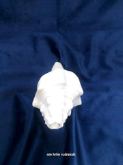 Blowing Shankh (American Shankh)