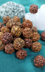 4 Mukhi Nepali Rudraksh