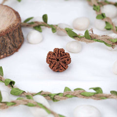 5 Mukhi Nepali Rudraksh