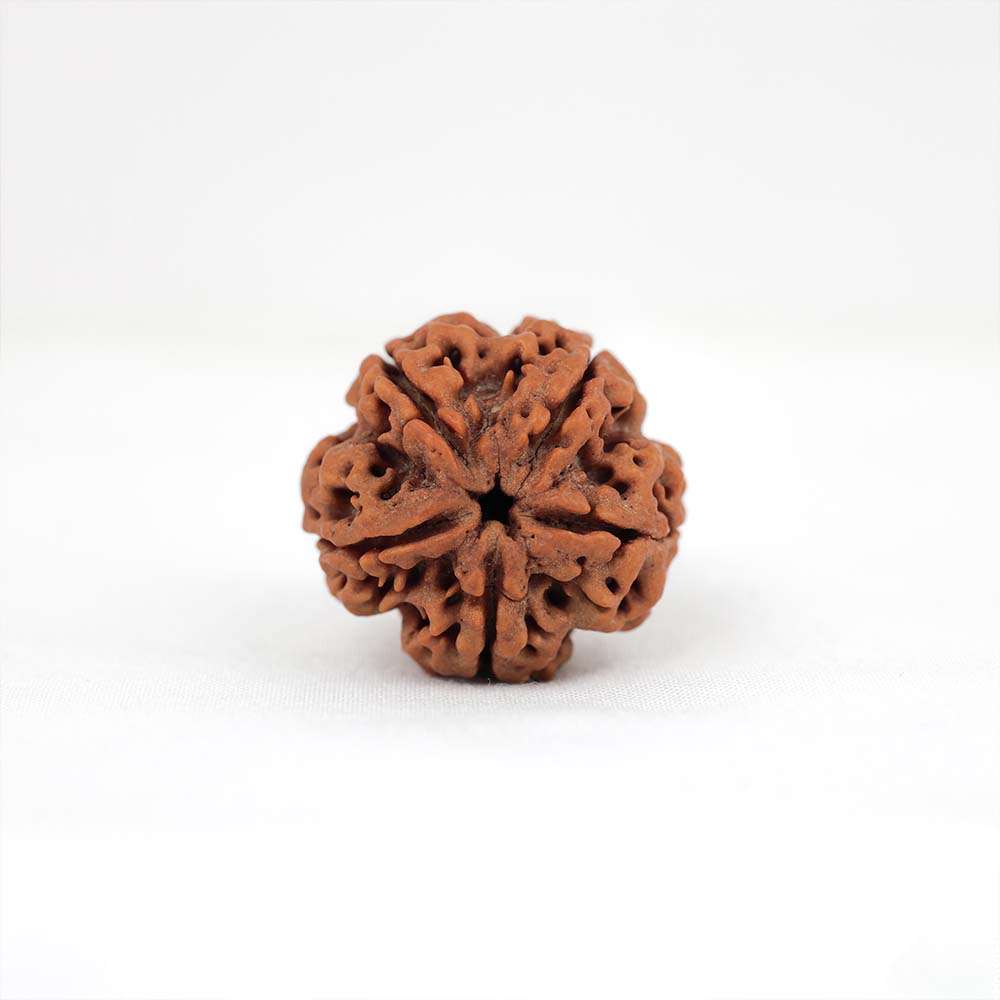 5 Mukhi Nepali Rudraksh