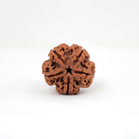 5 Mukhi Nepali Rudraksh