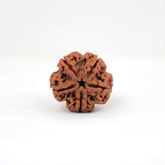 5 Mukhi Nepali Rudraksh