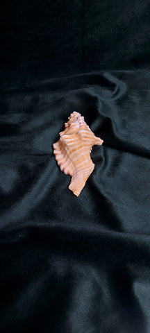 Ganesh Shankh