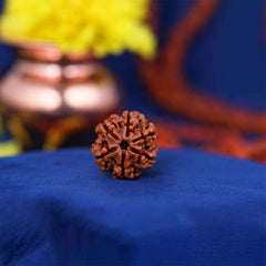 6 Mukhi Nepali Rudraksh