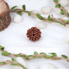 6 Mukhi Nepali Rudraksh
