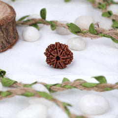 7 Mukhi Nepali Rudraksh