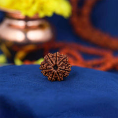 7 Mukhi Nepali Rudraksh