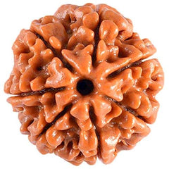 7 Mukhi Nepali Rudraksh