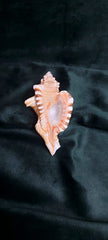Ganesh Shankh
