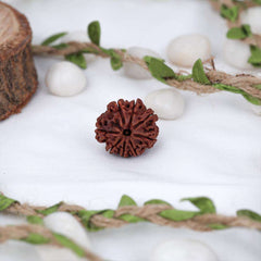 8 Mukhi Nepali Rudraksh
