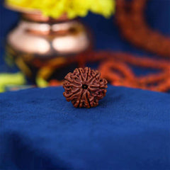 8 Mukhi Nepali Rudraksh