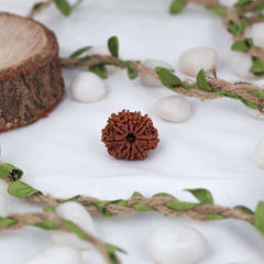9 Mukhi Nepali Rudraksh