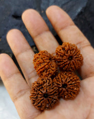 9 Mukhi Nepali Rudraksh