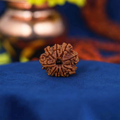 9 Mukhi Nepali Rudraksh