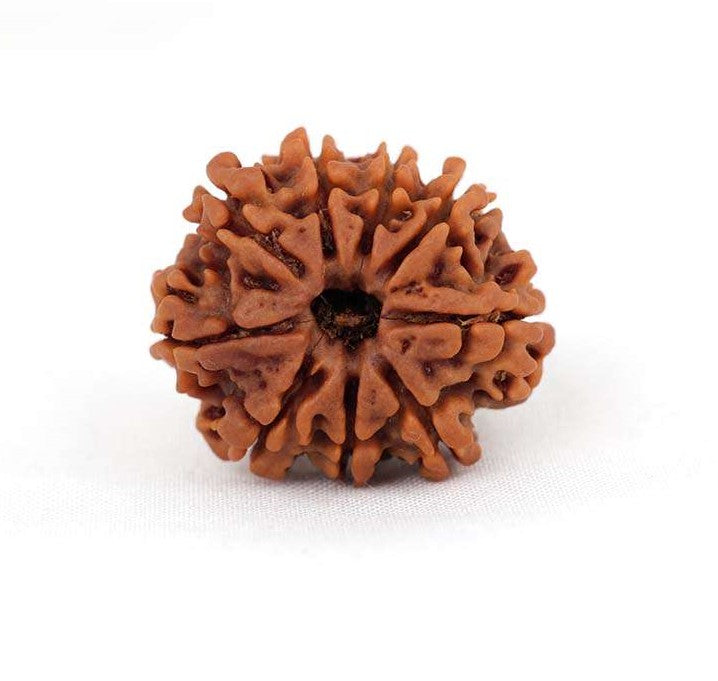 9 Mukhi Nepali Rudraksh