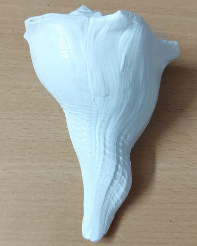 Dakshinavarti Shankh (Right-Handed Conch)