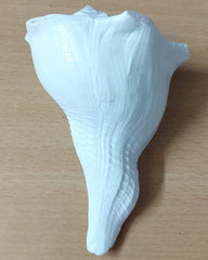 Dakshinavarti Shankh (Right-Handed Conch)