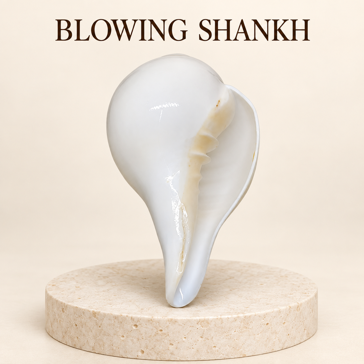 Blowing Shankh (Vama varti)