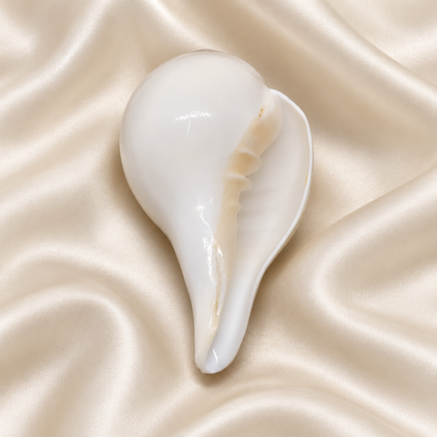 Blowing Shankh (Vama varti)