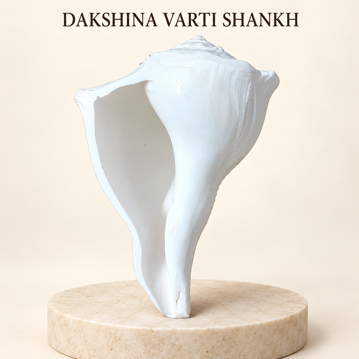 Dakshinavarti Shankh (Right-Handed Conch)