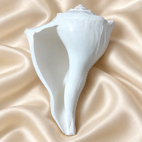 Dakshinavarti Shankh (Right-Handed Conch)