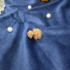 Garbh Gauri Nepali Rudraksh