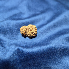 Garbh Gauri Nepali Rudraksh
