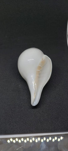 Blowing Shankh (Vama varti)