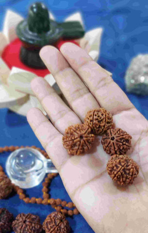 7 Mukhi Nepali Rudraksh