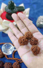 7 Mukhi Nepali Rudraksh
