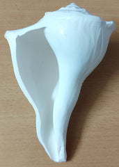 Dakshinavarti Shankh (Right-Handed Conch)