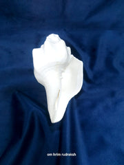 Blowing Shankh (American Shankh)