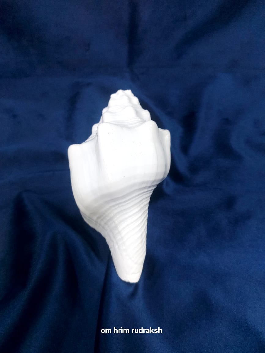 Blowing Shankh (American Shankh)
