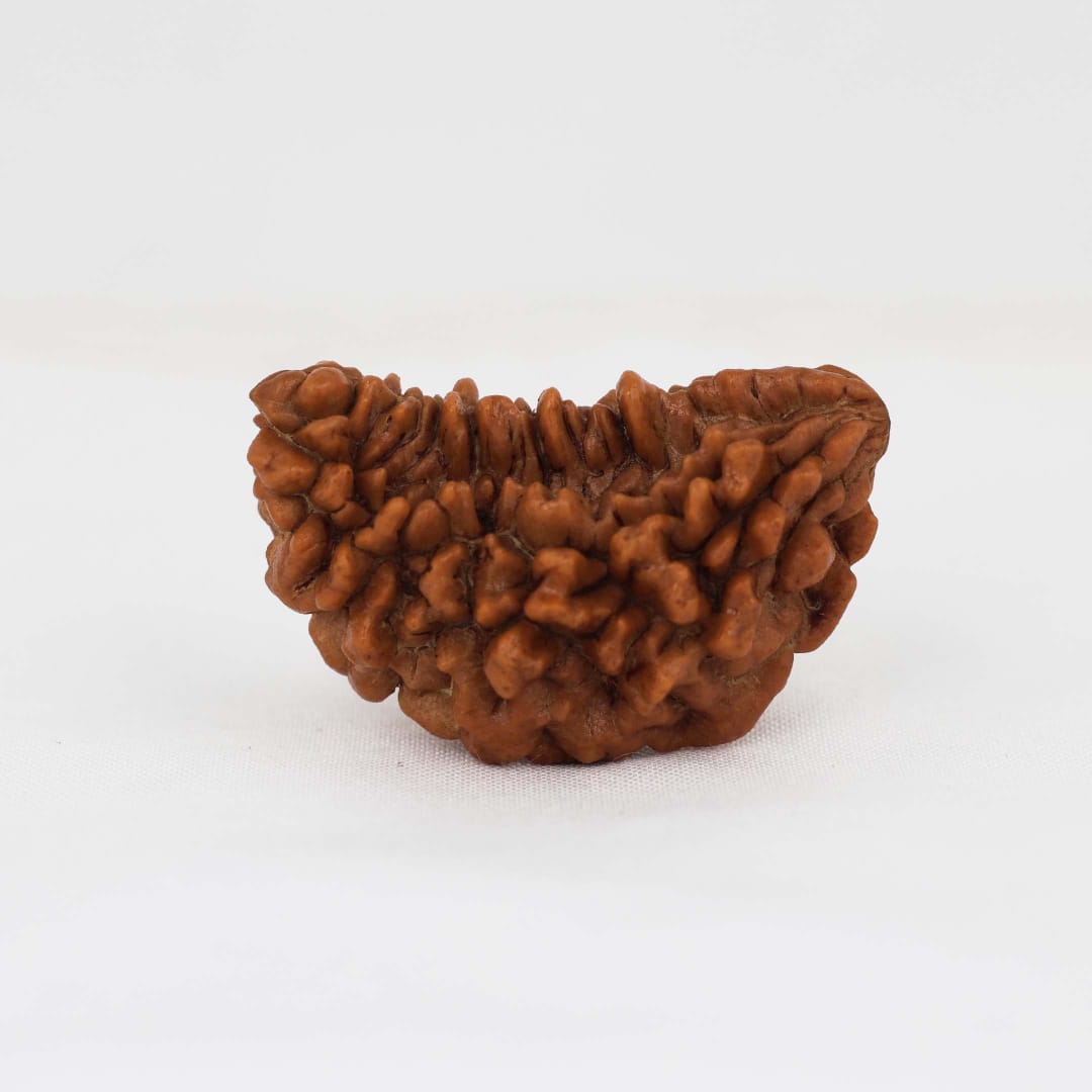 1 Mukhi Rudraksh