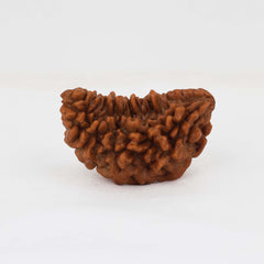 1 Mukhi Rudraksh