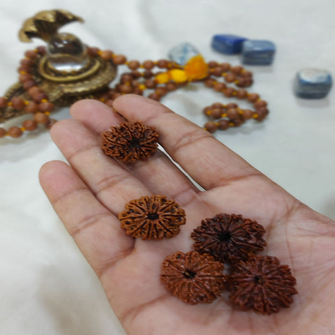 10 Mukhi Nepali Rudraksh