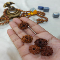 10 Mukhi Nepali Rudraksh